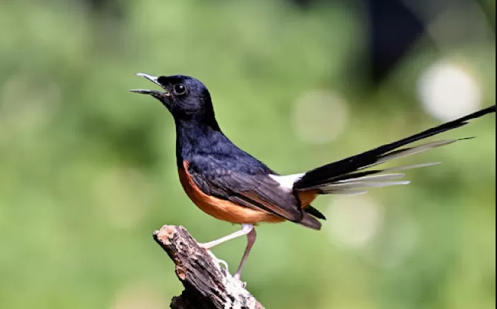 burung murai batu