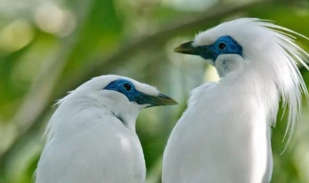 burung jalak bali