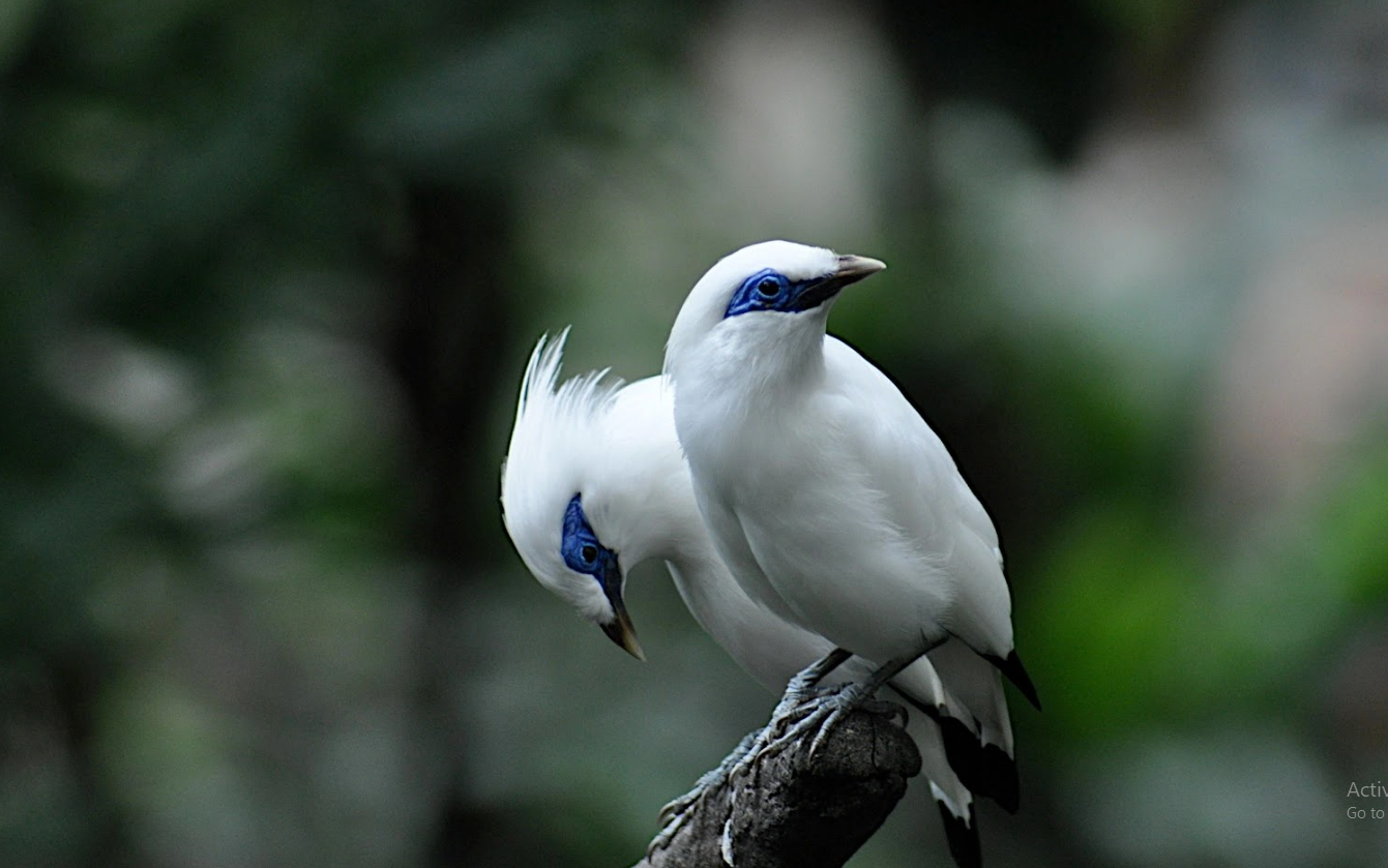 BURUNG JALAK BALI