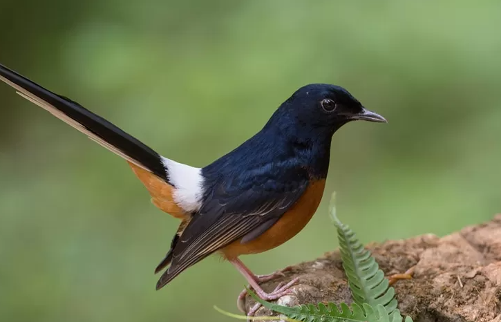 burung murai batu