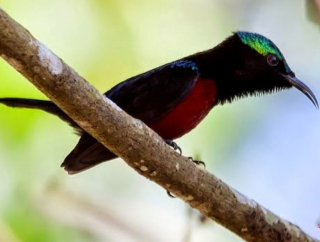 burung kolibri madu