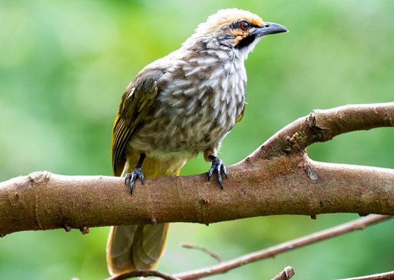 burung cucak rowo